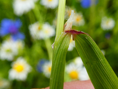 Alopecurus myosuroides