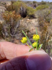 Euryops
