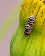 Stratiomyini