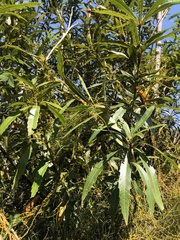 Brabejum stellatifolium