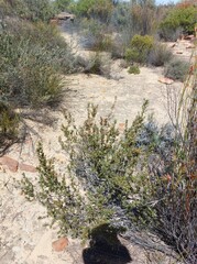 Cliffortia ruscifolia