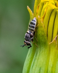 Stratiomyini