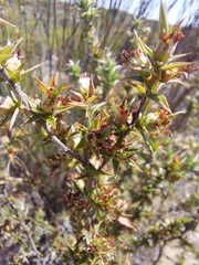 Cliffortia ruscifolia