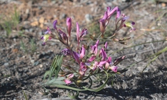 Babiana spiralis