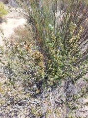 Cliffortia ruscifolia