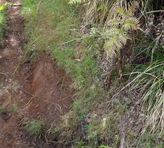 Costularia melicoides