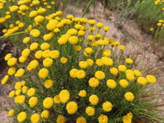 Chrysocoma coma-aurea