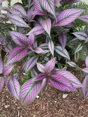 Strobilanthes auriculata dyeriana