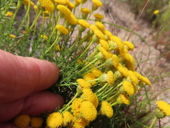 Chrysocoma coma-aurea