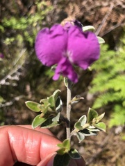Podalyria buxifolia