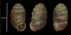 Pupilla triplicata