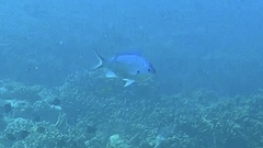 Chromis atripectoralis