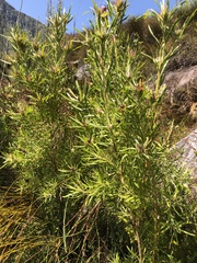 Leucadendron eucalyptifolium