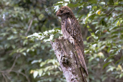 Nyctibius aethereus