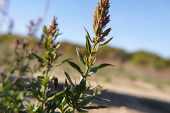 Hyssopus officinalis