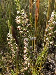 Erica penicilliformis