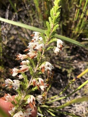 Erica penicilliformis