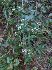 Ageratina jucunda