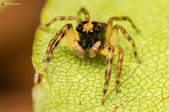 Euophrys cochlea