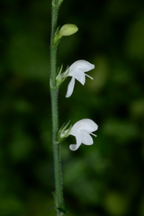 Kudoacanthus albo-nervosa