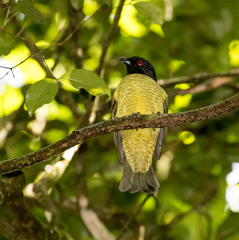 Carpornis melanocephala
