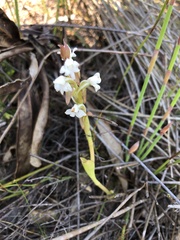 Satyrium acuminatum