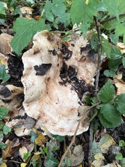 Lactarius controversus