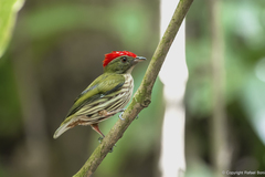 Machaeropterus regulus