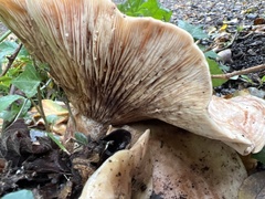 Lactarius controversus