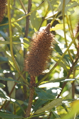 Banksia paludosa
