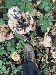 Lactarius controversus