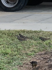 Sturnus vulgaris