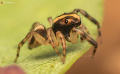 Euophrys cochlea