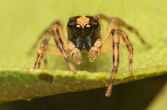 Euophrys cochlea