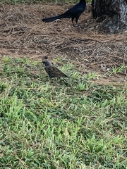 Sturnus vulgaris