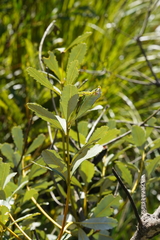 Banksia paludosa
