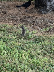 Sturnus vulgaris