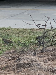 Sturnus vulgaris