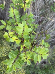 Zanthoxylum clava-herculis