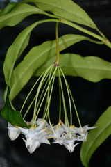 Hoya multiflora