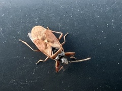 Gastrodes abietum