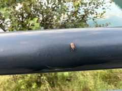 Gastrodes abietum