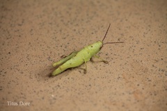 Orthoptera
