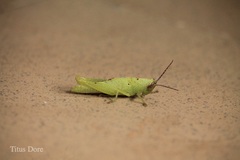 Orthoptera