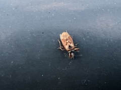 Gastrodes abietum