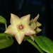 Hoya affinis - Photo (c) lecanorchis, alguns direitos reservados (CC BY-NC)