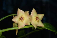 Hoya affinis