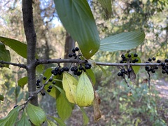 Rhamneae