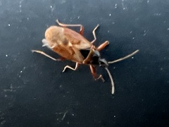 Gastrodes abietum