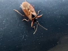 Gastrodes abietum